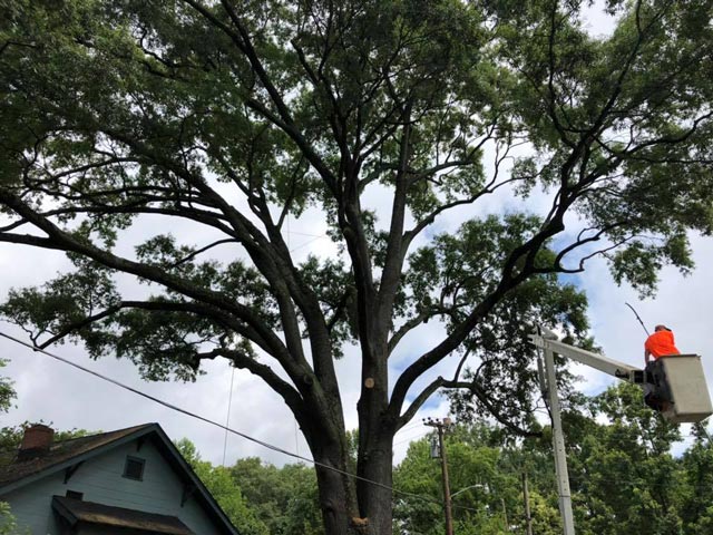 Tree limb removal with bucket truck