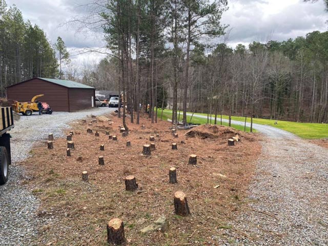 Tree stumps after removal