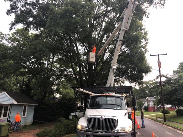 Tree Trimming Service